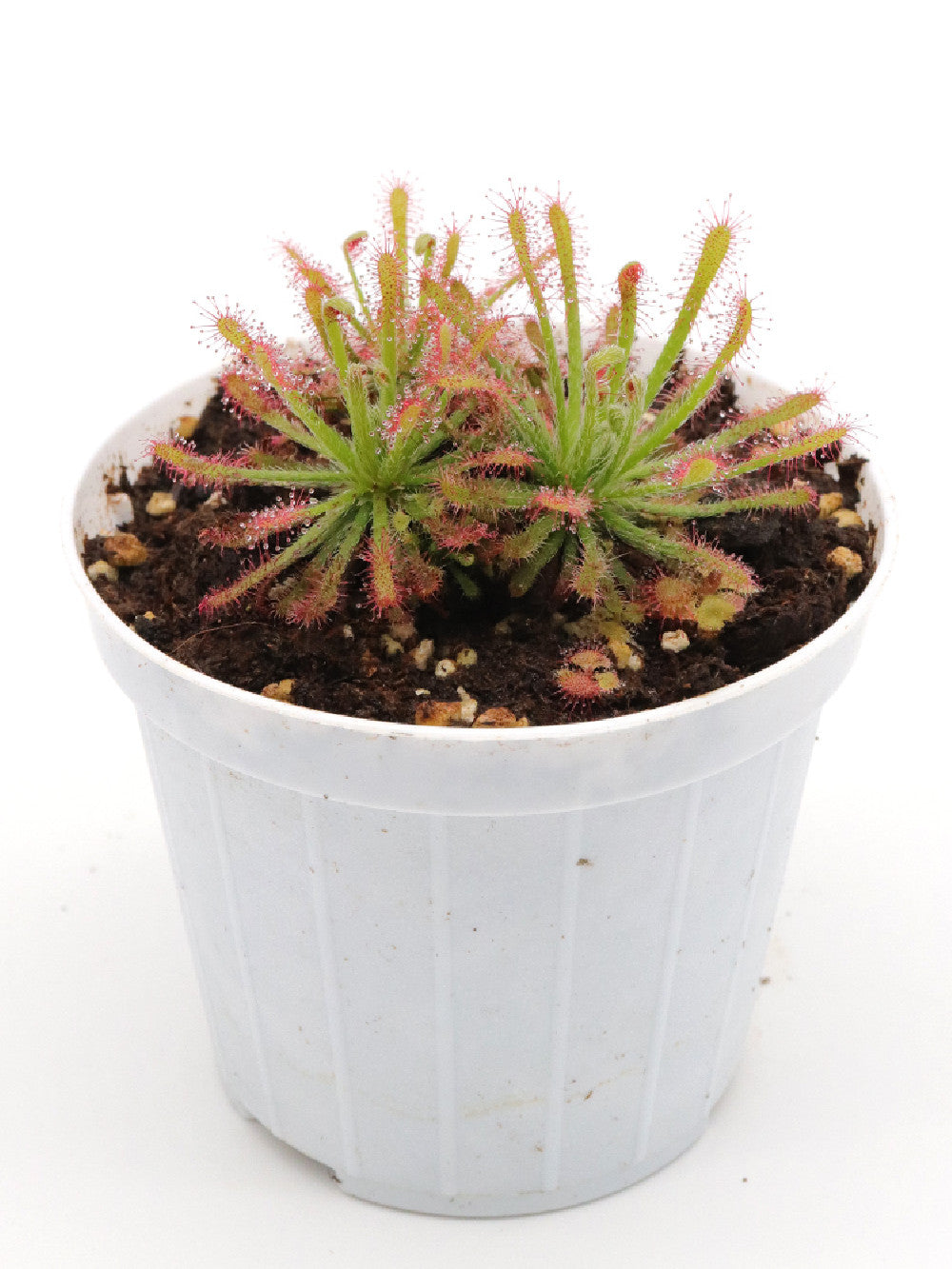 Drosera neocaledonica