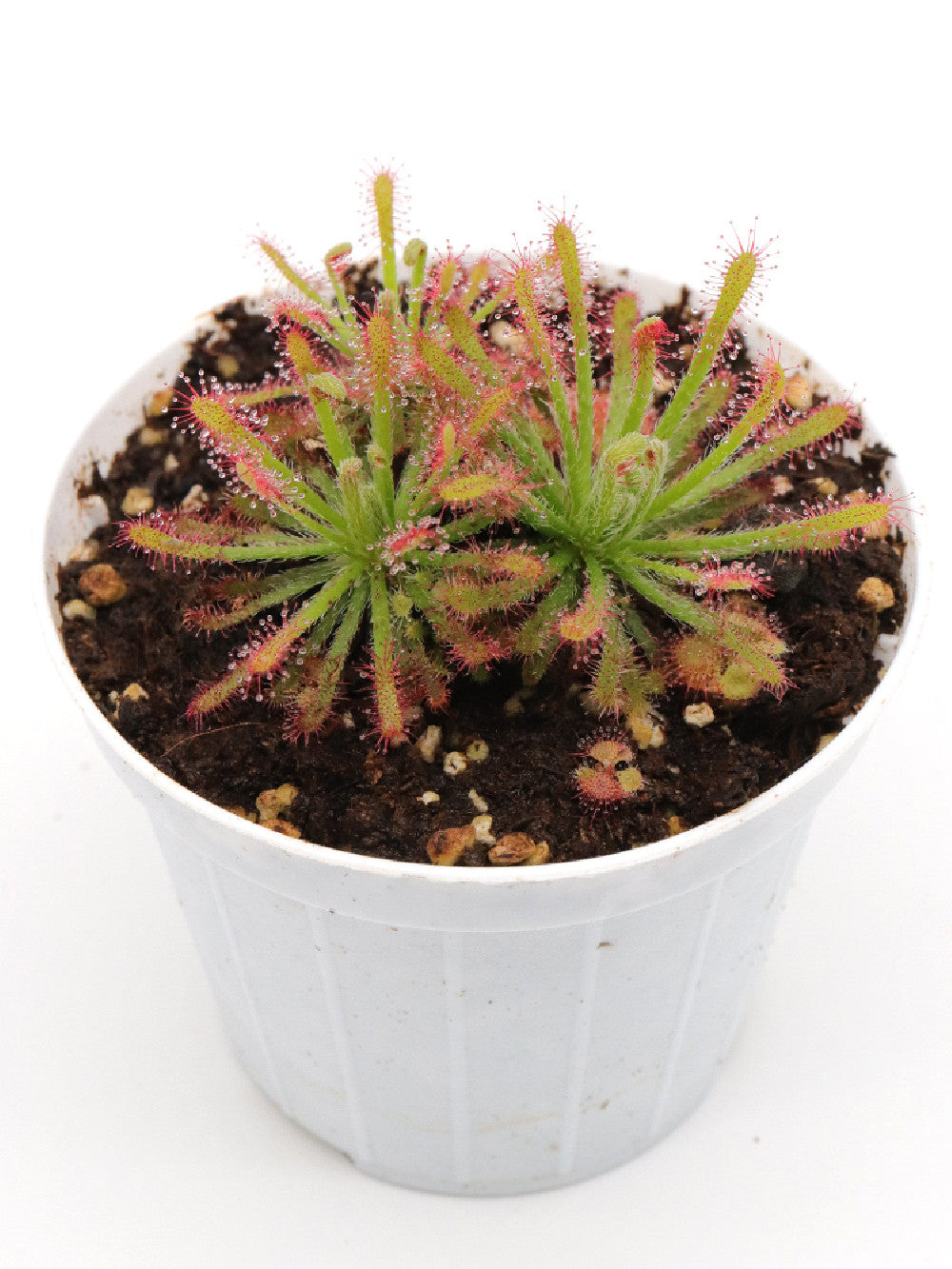 Drosera neocaledonica