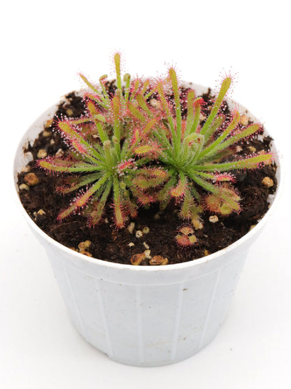 Drosera neocaledonica