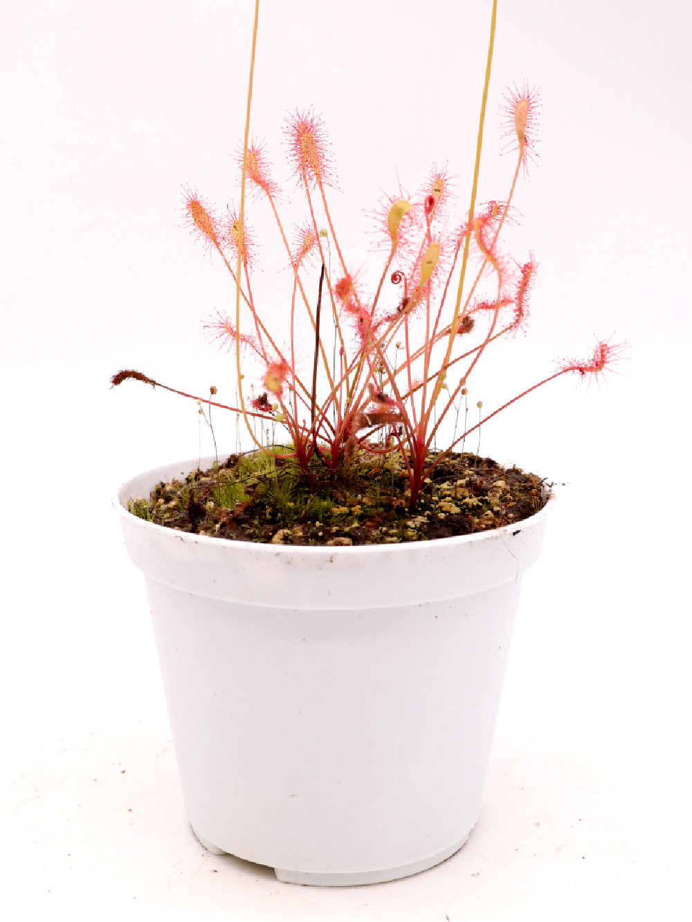 Drosera nidiformis