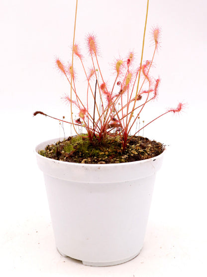Drosera nidiformis