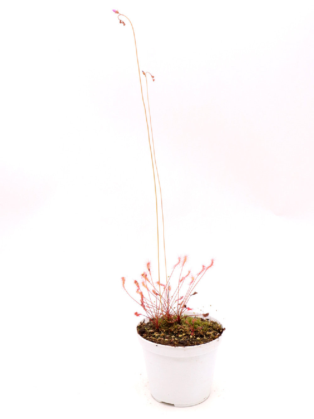 Drosera nidiformis