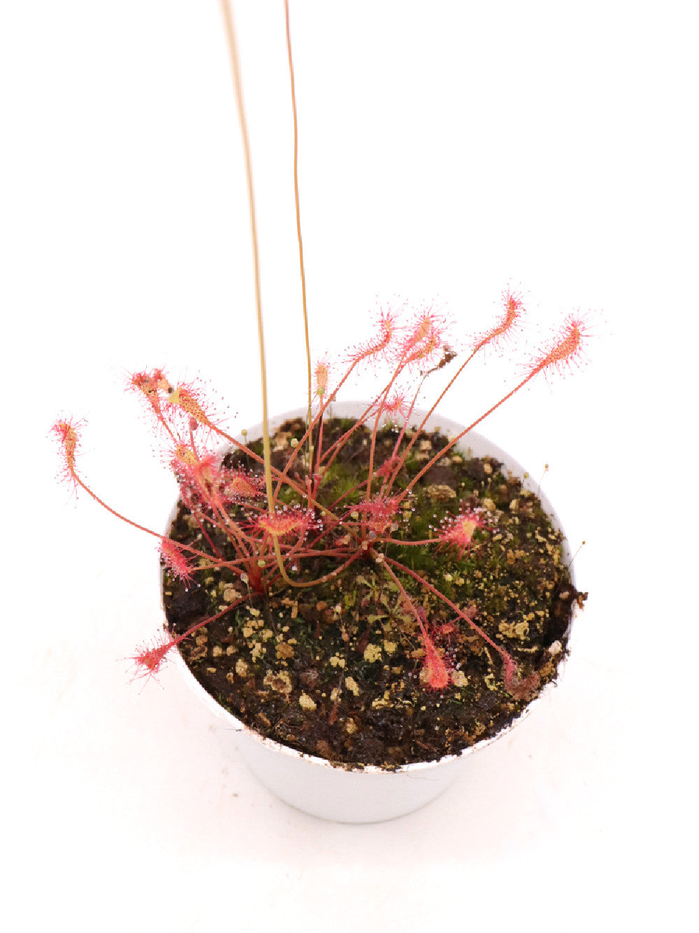 Drosera nidiformis