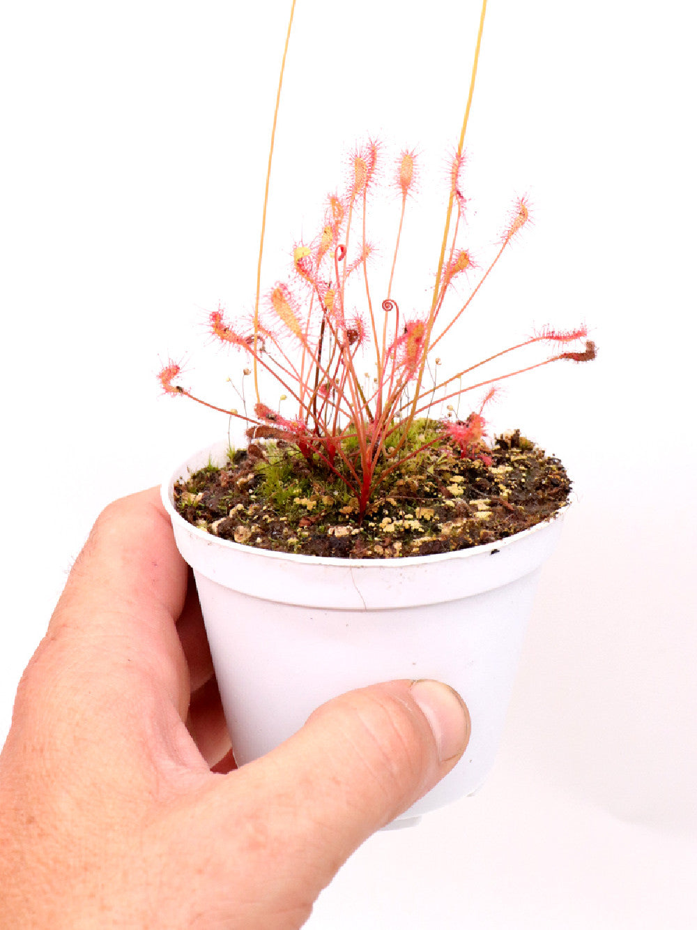 Drosera nidiformis