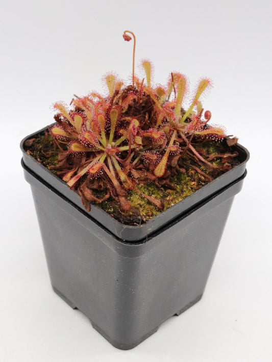 Drosera nidiformis x venusta