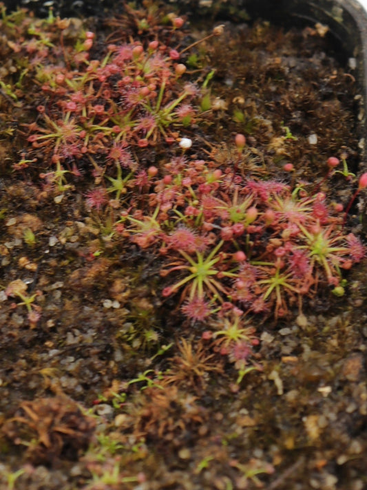 Drosera nivea