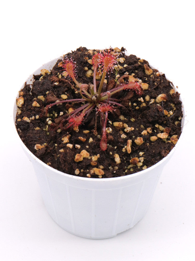 Drosera oblanceolata  Hong kong