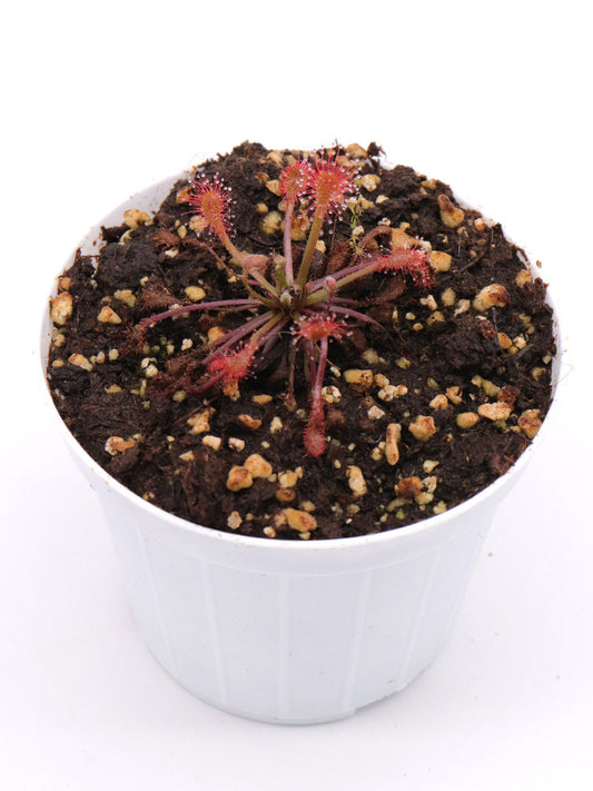Drosera oblanceolata  Hong kong