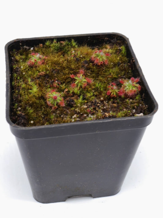 Drosera occidentalis breviscapa