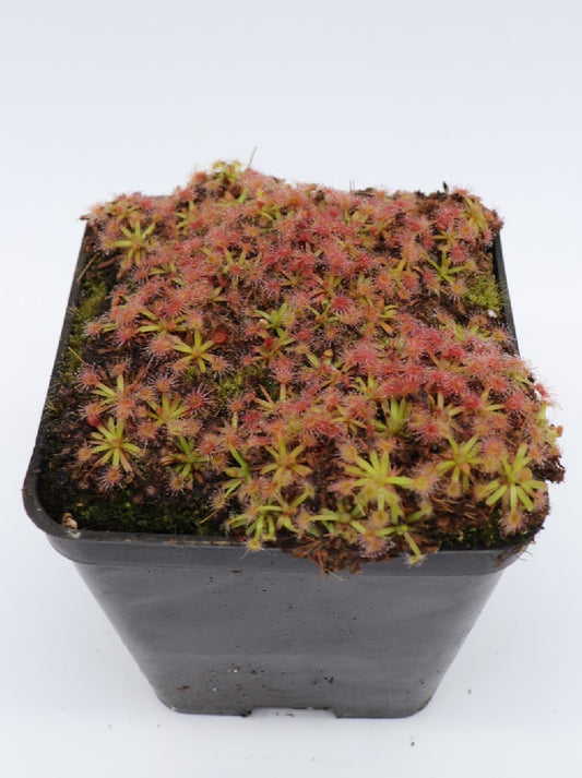 Drosera omissa x pulchella