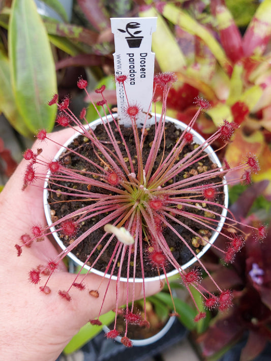 Drosera paradoxa