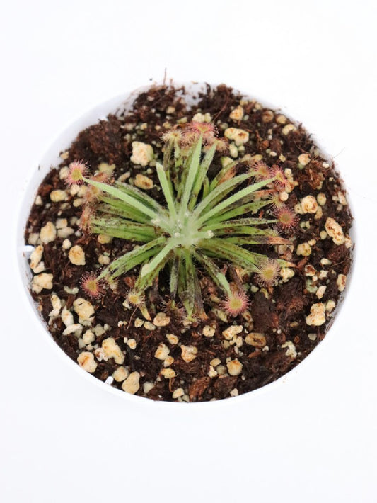 Drosera petiolaris x ( petiolaris x ordensis )