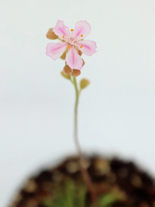 Drosera petiolaris x dilatato petiolaris