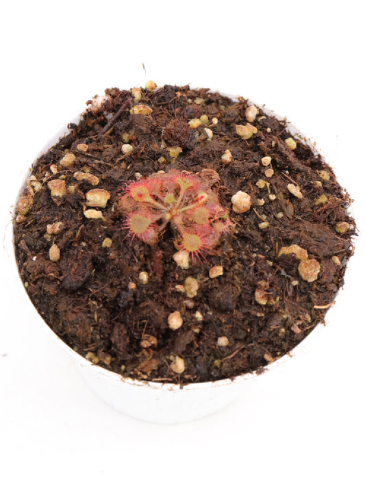 Drosera pilosa  Large form, Zambia