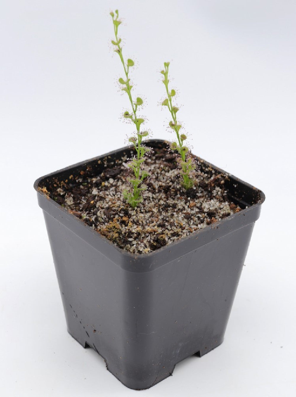 Drosera platypoda