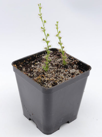 Drosera platypoda