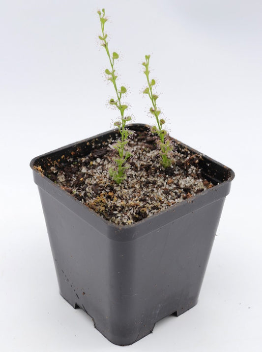 Drosera platypoda