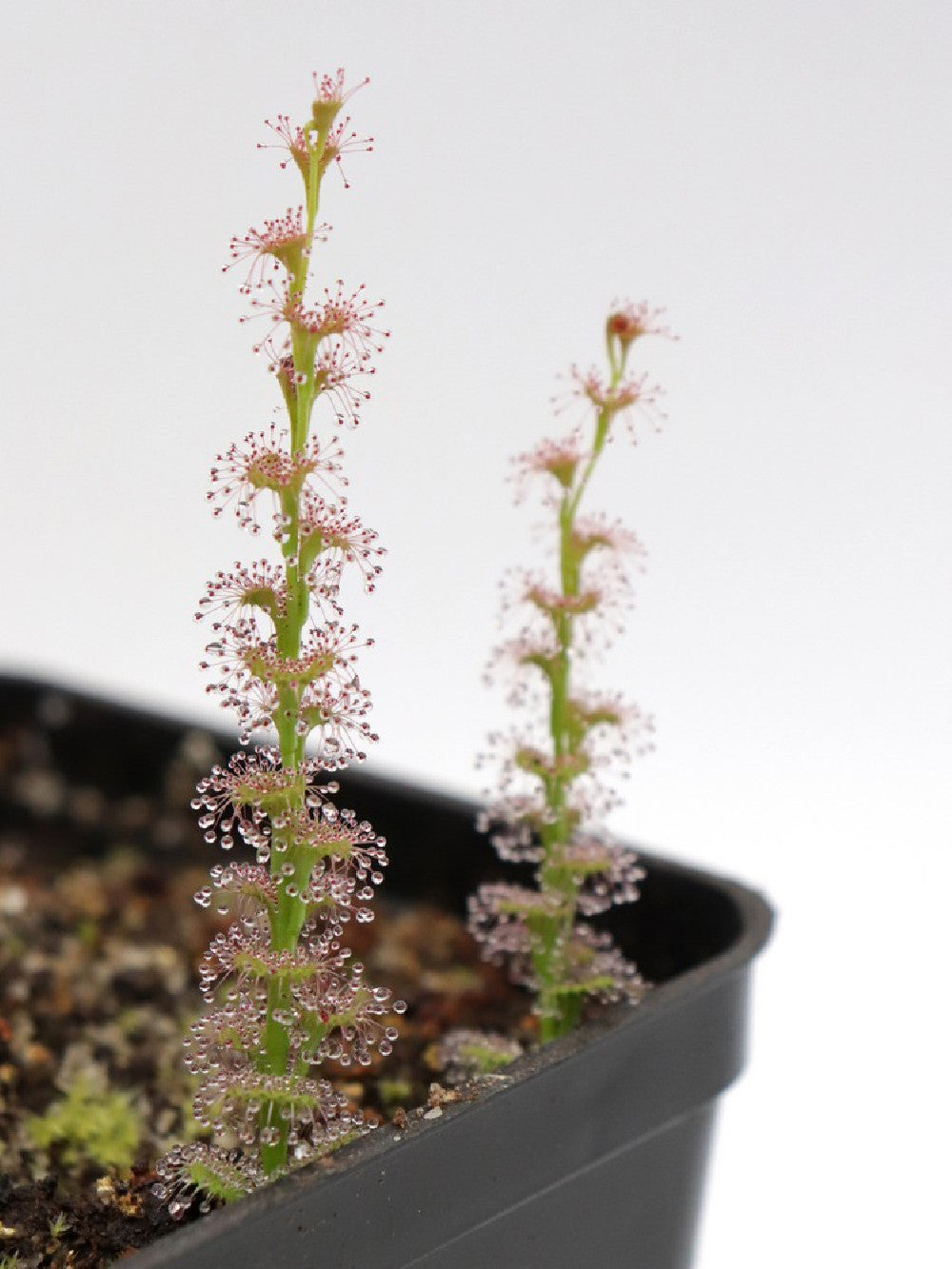 Drosera platypoda Stirling range – Giardino Carnivoro