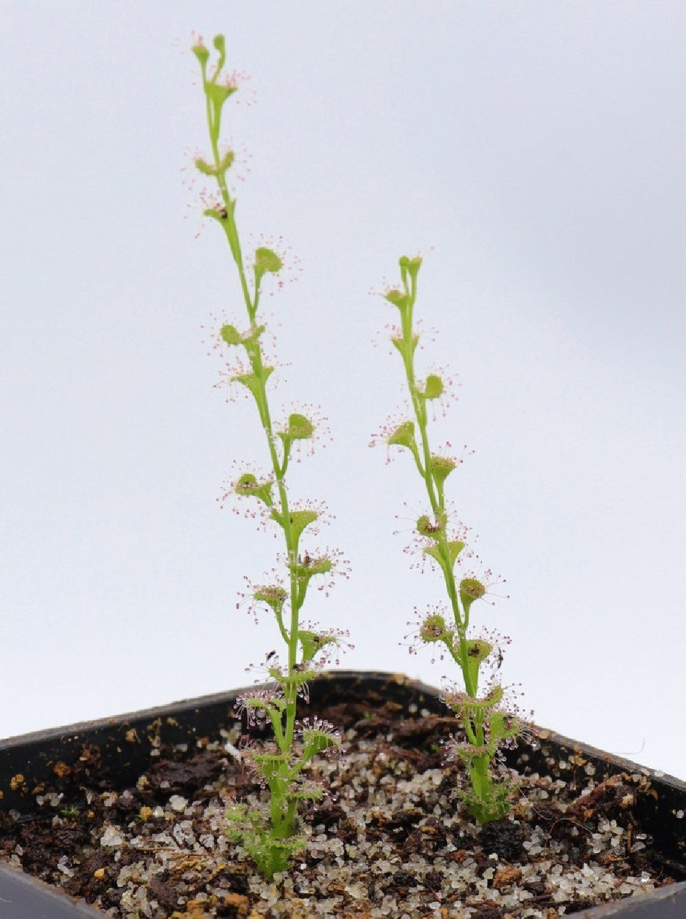 Drosera platypoda
