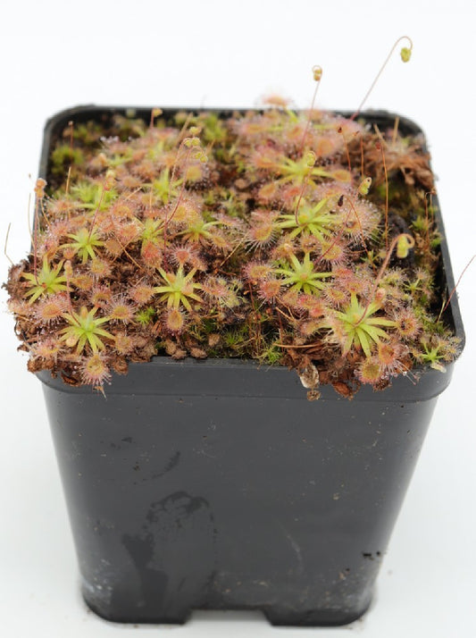 Drosera platystigma "Giant"