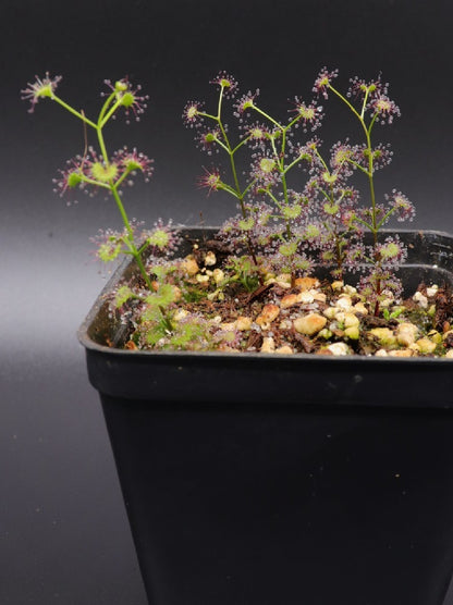 Drosera Minor Drosera porrecta Eneabba – Giardino Carnivoro