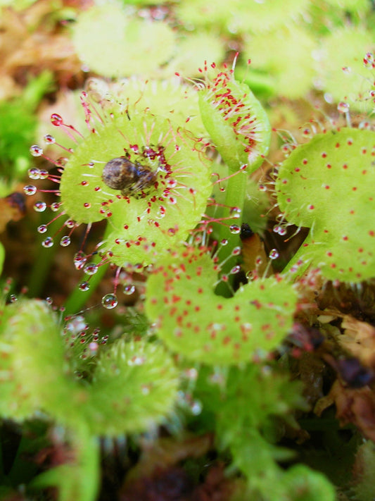 Drosera prolifera