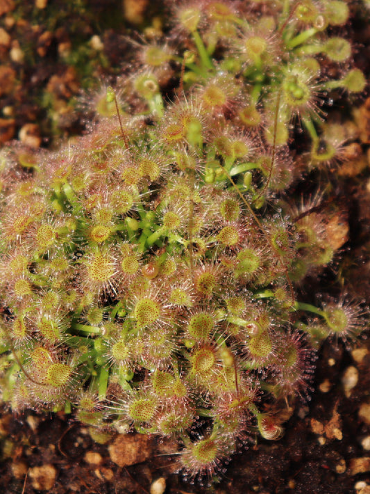 Drosera pulchella  "Coral pink with red center"  Scott River (Gemme in vaso)