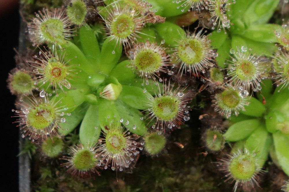 Drosera pulchella , purple flower