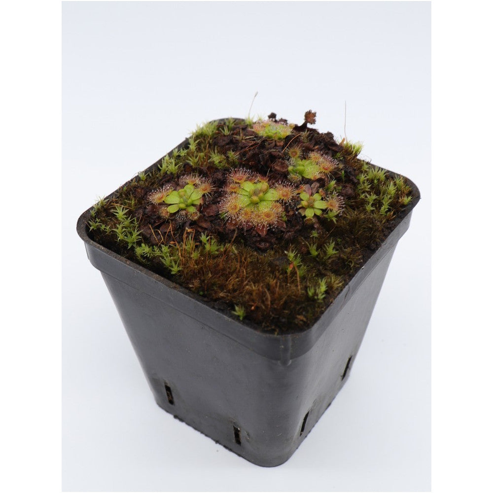 Drosera pulchella , purple flower