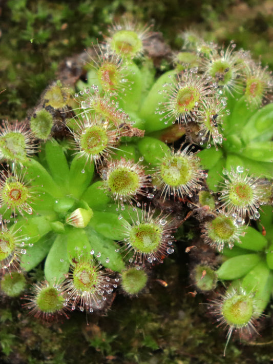 Drosera pulchella , purple flower