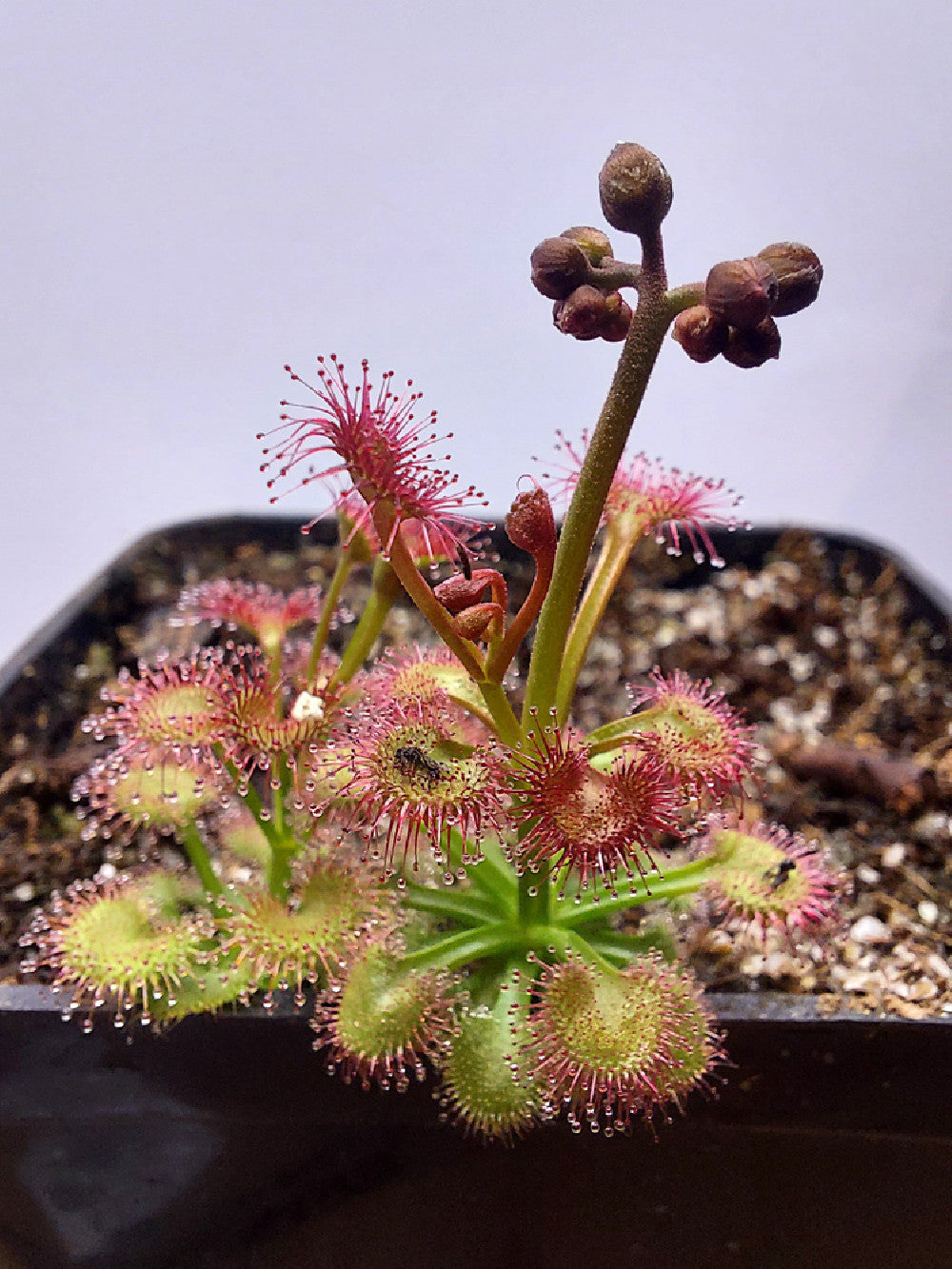 Drosera Minor Drosera purpurascens – Giardino Carnivoro
