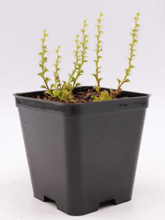 Drosera ramellosa