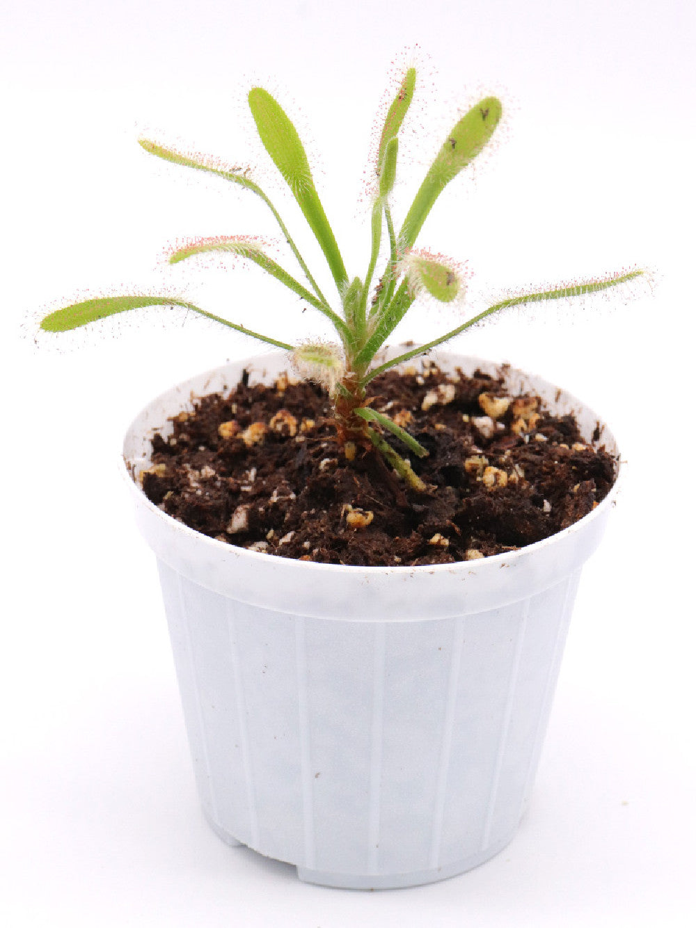 Drosera ramentacea Giardino Carnivoro