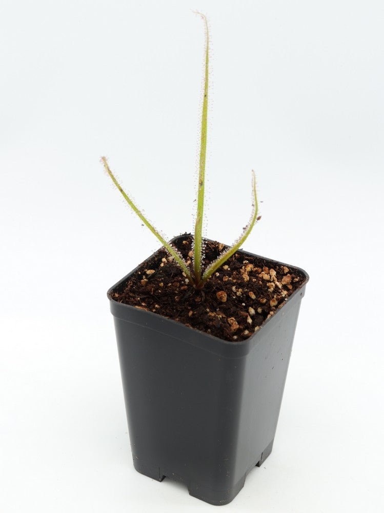Drosera regia