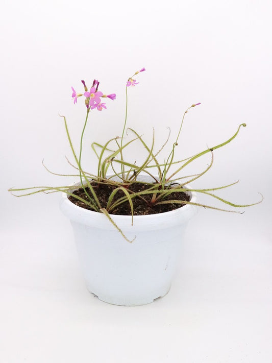 Drosera regia "GC Easy clone"