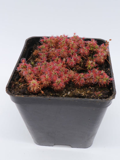 Drosera roseana