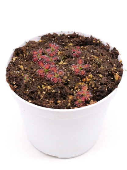 Drosera roseana