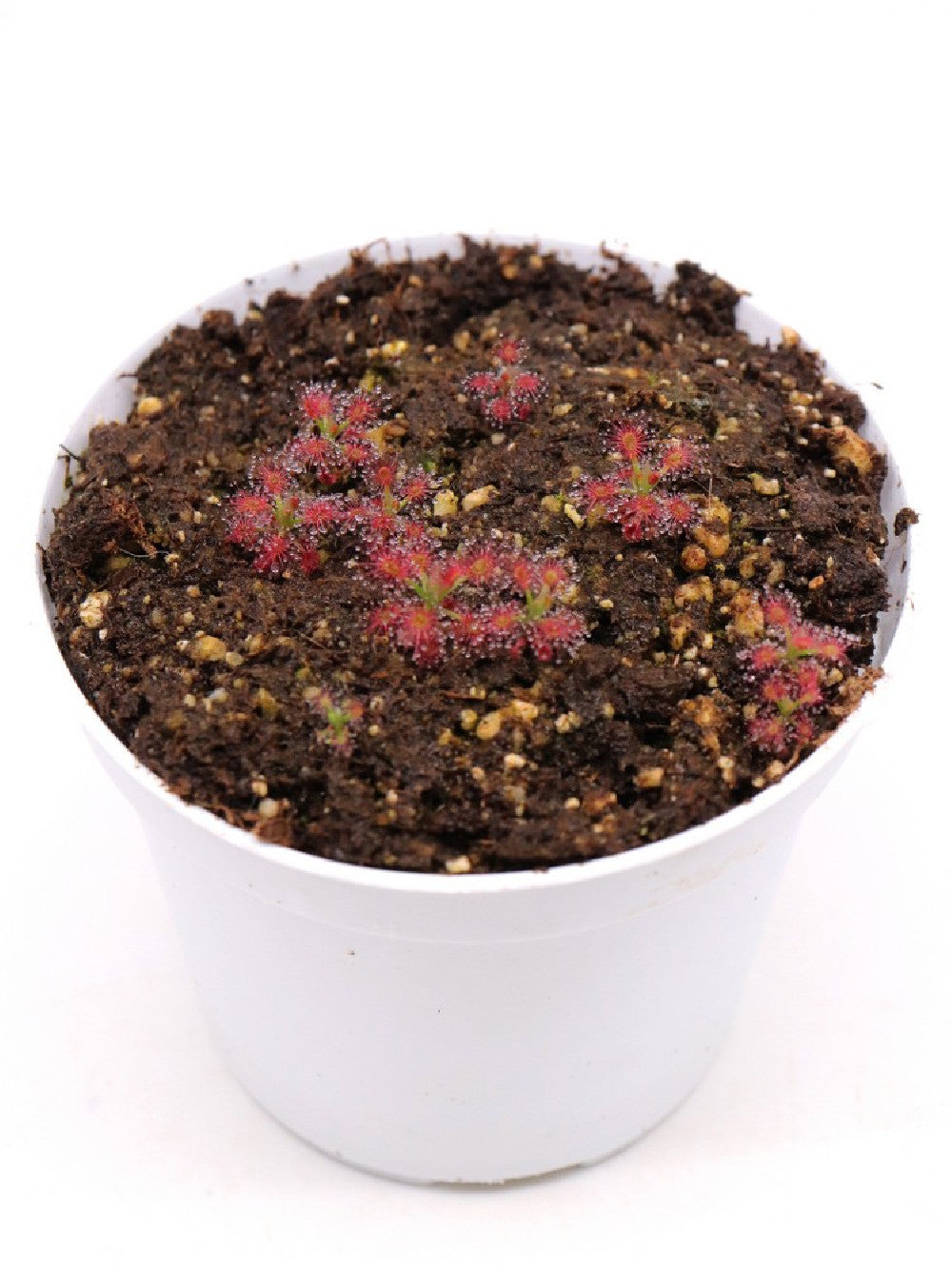 Drosera roseana