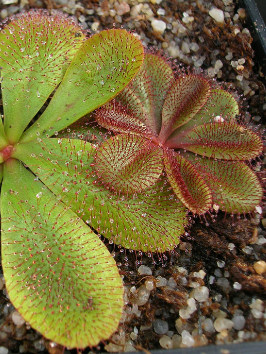 Drosera rosulata , Pintarra