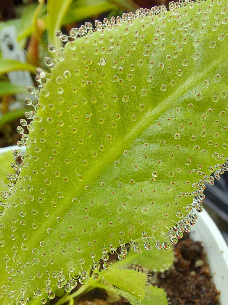Drosera schizandra