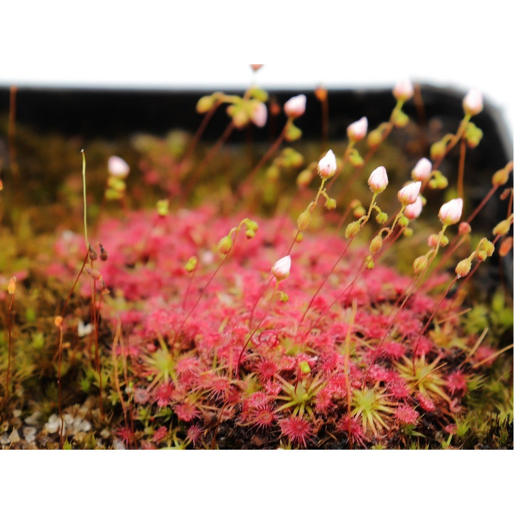 Drosera sewelliae red