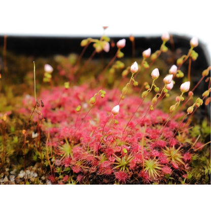 Drosera sewelliae red