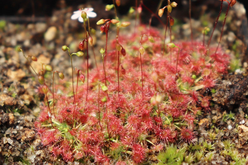 Drosera sewelliae red