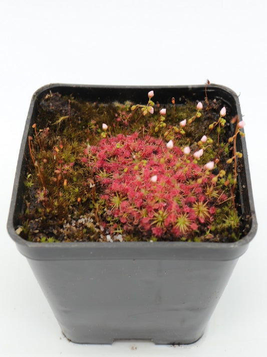 Drosera sewelliae red