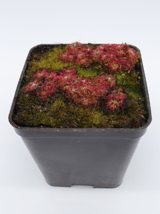 Drosera sp. carbarup (Gemme in vaso)