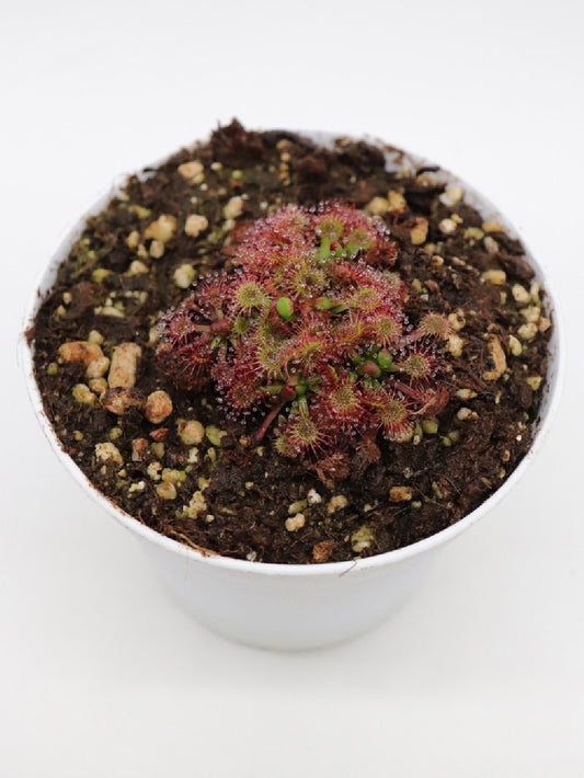 Drosera spathulata  , Mt.Arthur