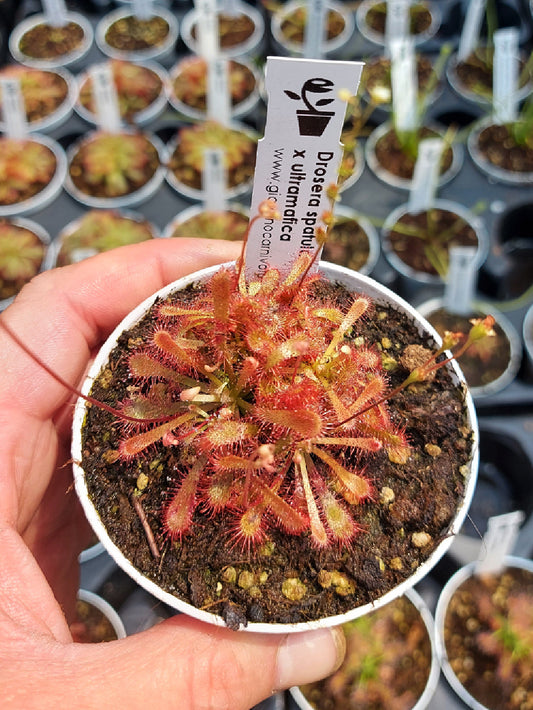 Drosera spathulata x ultramafica