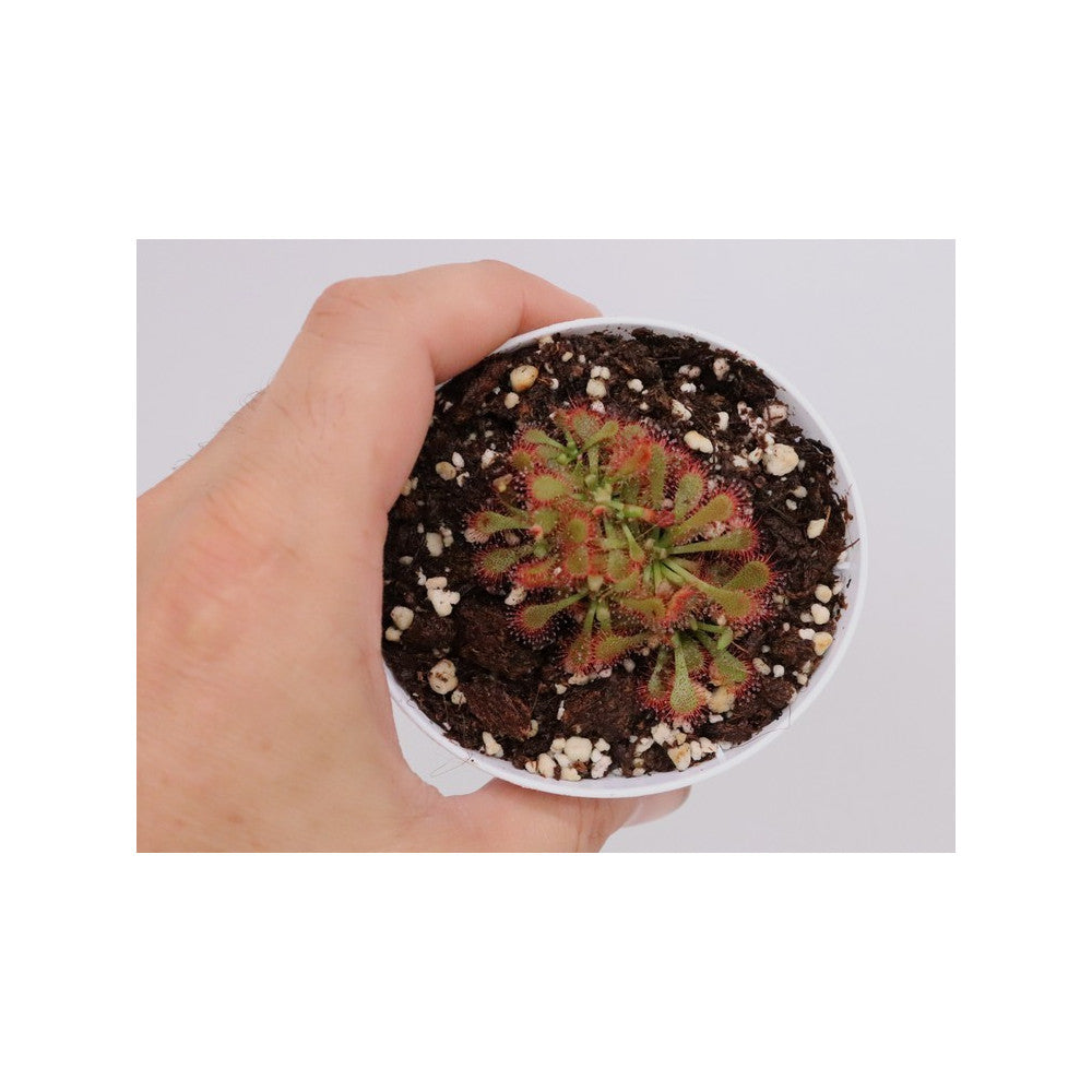 Drosera spatulata