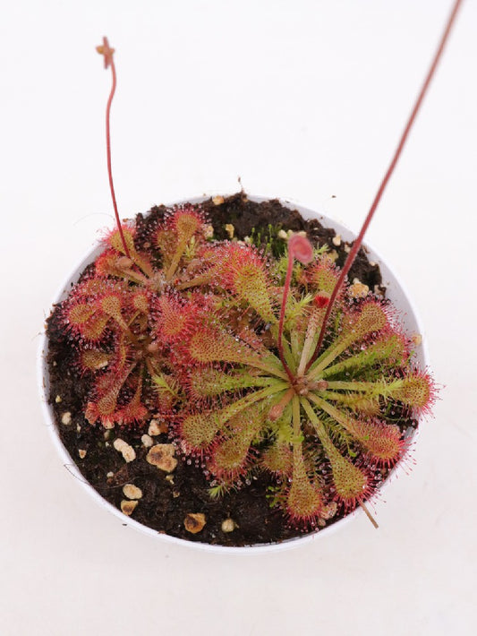 Drosera spatulata