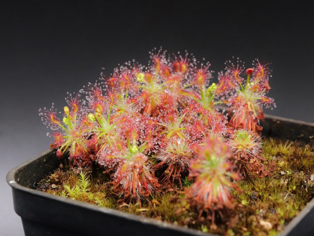 Drosera stelliflora